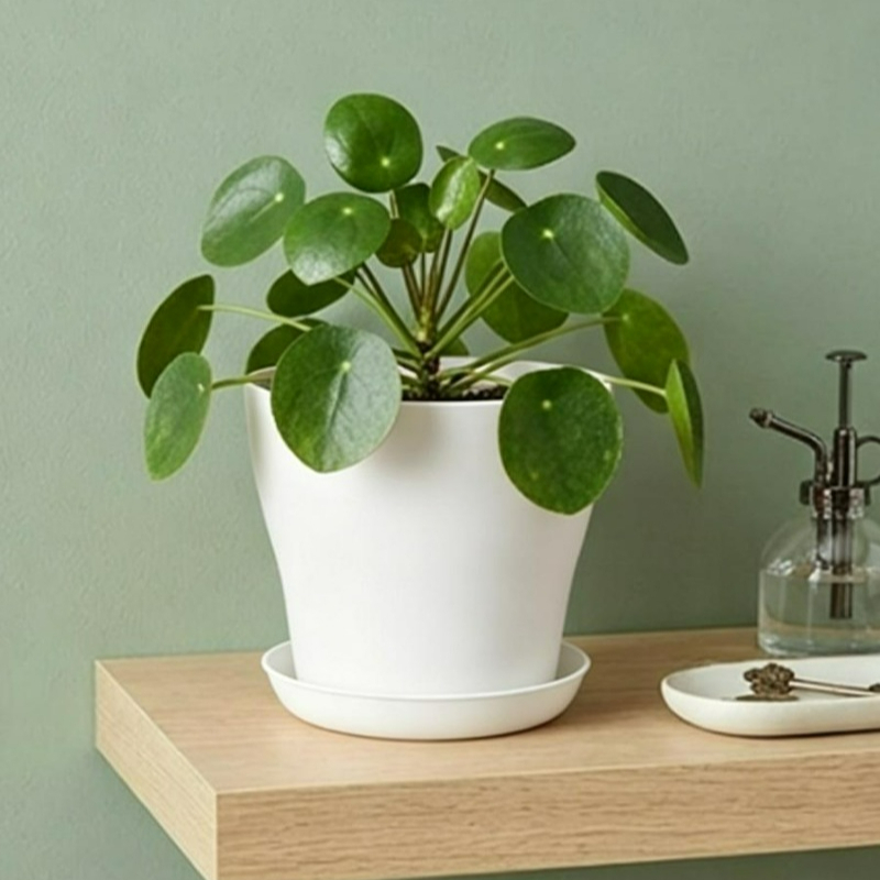 Plant Pot Set with Drainage Ho - đánh giá và giá Indoor Herb Garden Kit